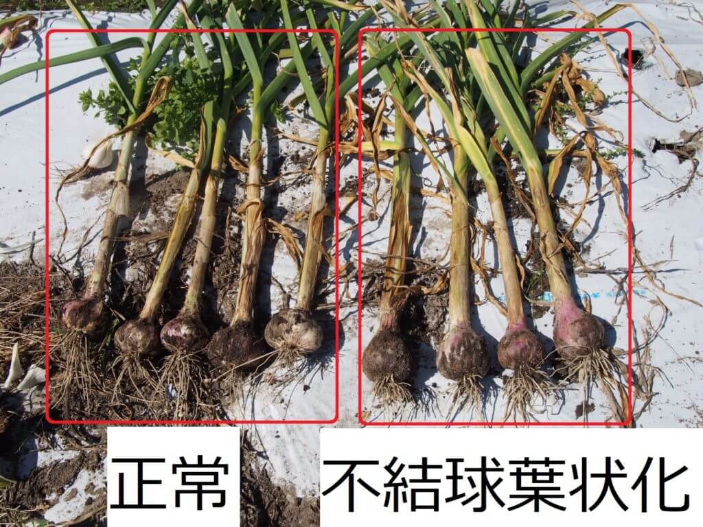 ニンニク栽培ー失敗から考える栽培の超重要ポイントー 栽培屋 Ratoon ニンニク栽培ー失敗から考える栽培の超重要ポイントー 栽培屋 Ratoon