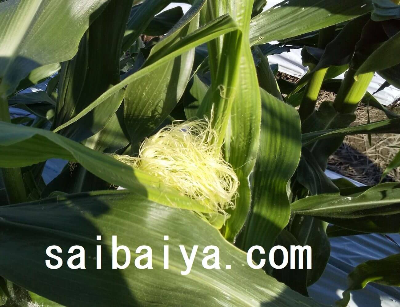 トウモロコシ（スイートコーン）の収穫タイミングと保存方法 栽培屋 RATOON