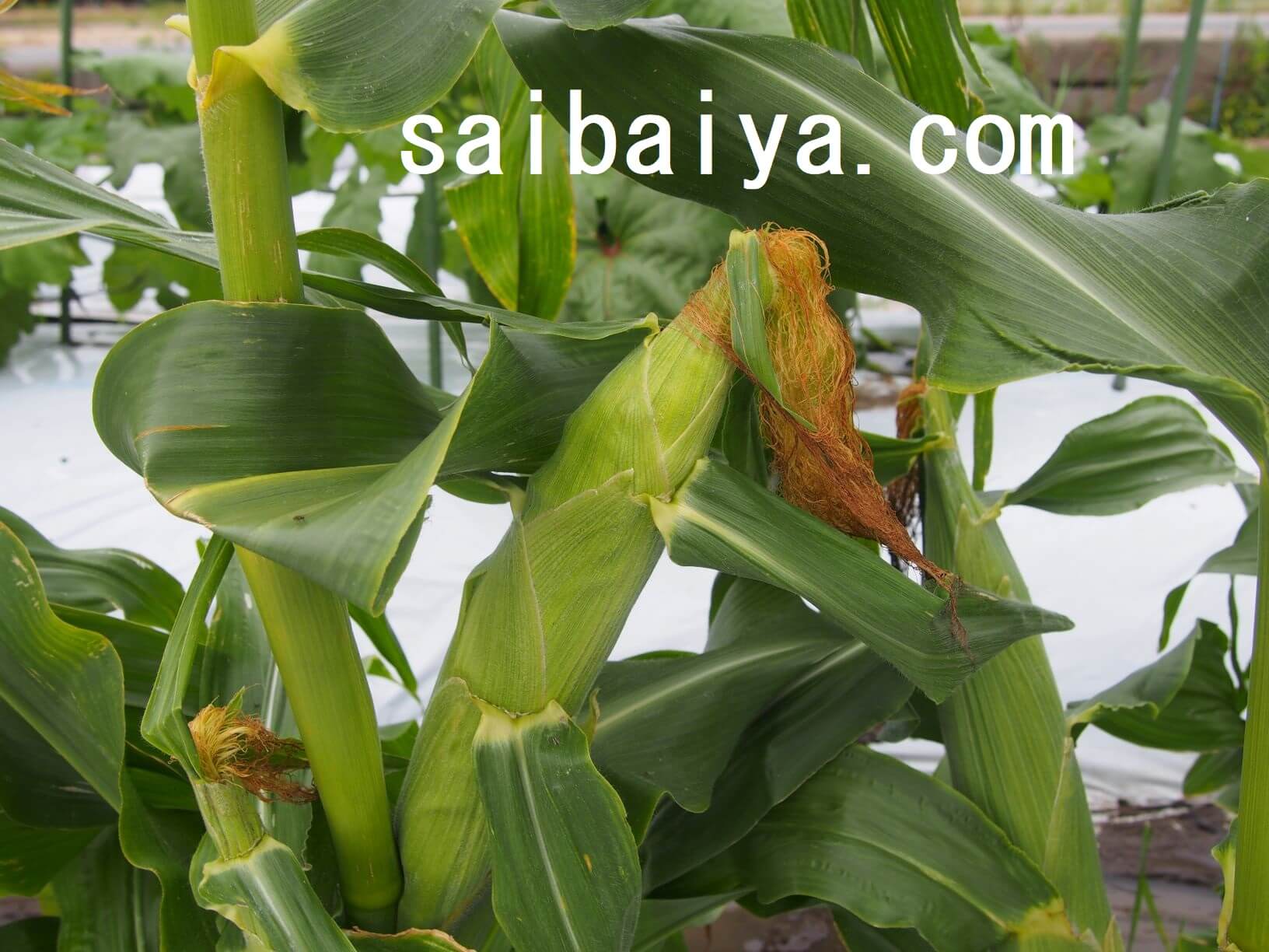 トウモロコシ（スイートコーン）の収穫タイミングと保存方法 栽培屋 RATOON